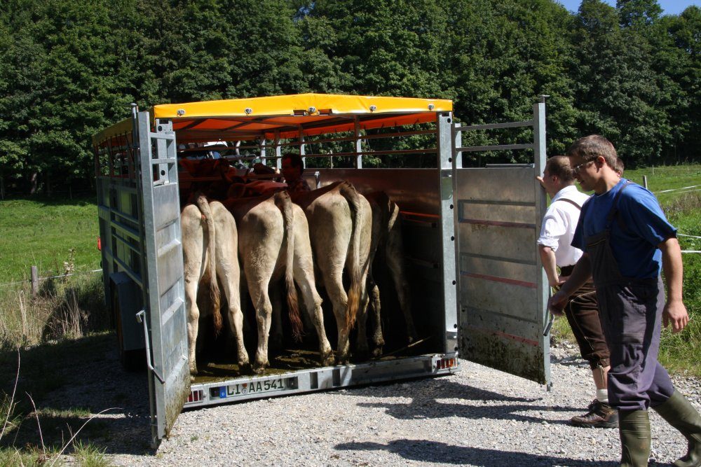 Rinder stehen im geöffneten Viehanhänger auf dem Hofplatz