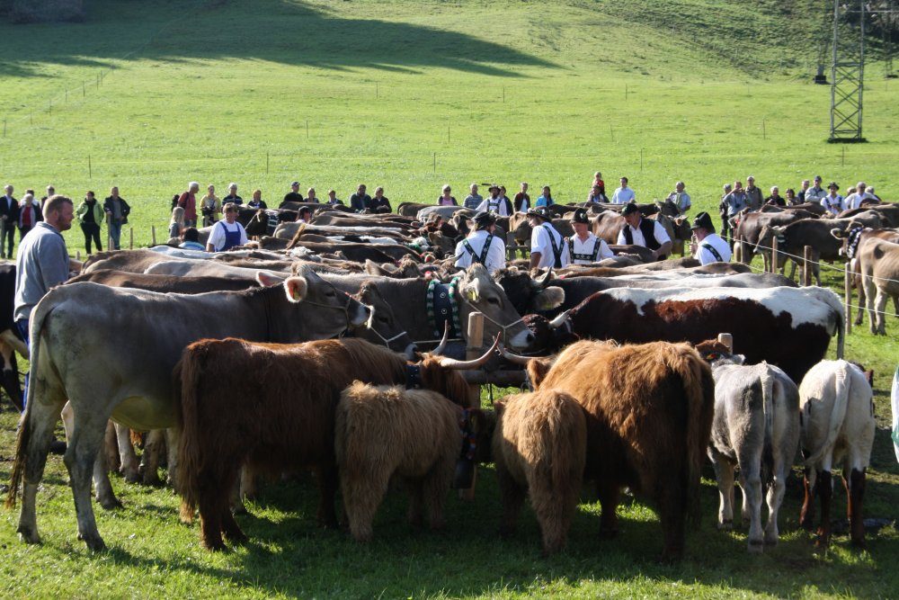 Viehherde auf dem Scheidplatz vor grünen Hängen