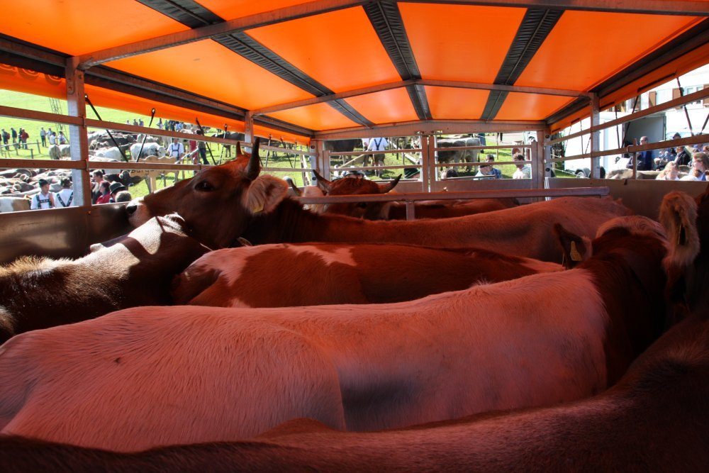 Blick in den Viehanhänger mit Rindern unter dem orangen Dach