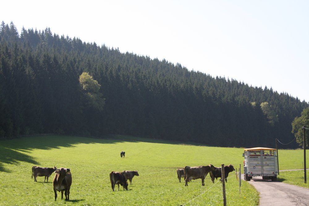 Viehanhänger am Rand einer Weide mit Rindern vor einem Waldhang