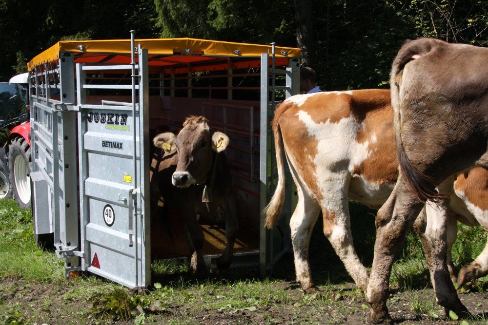 Kühe gehen in einen JOSKIN-Viehanhänger BETIMAX