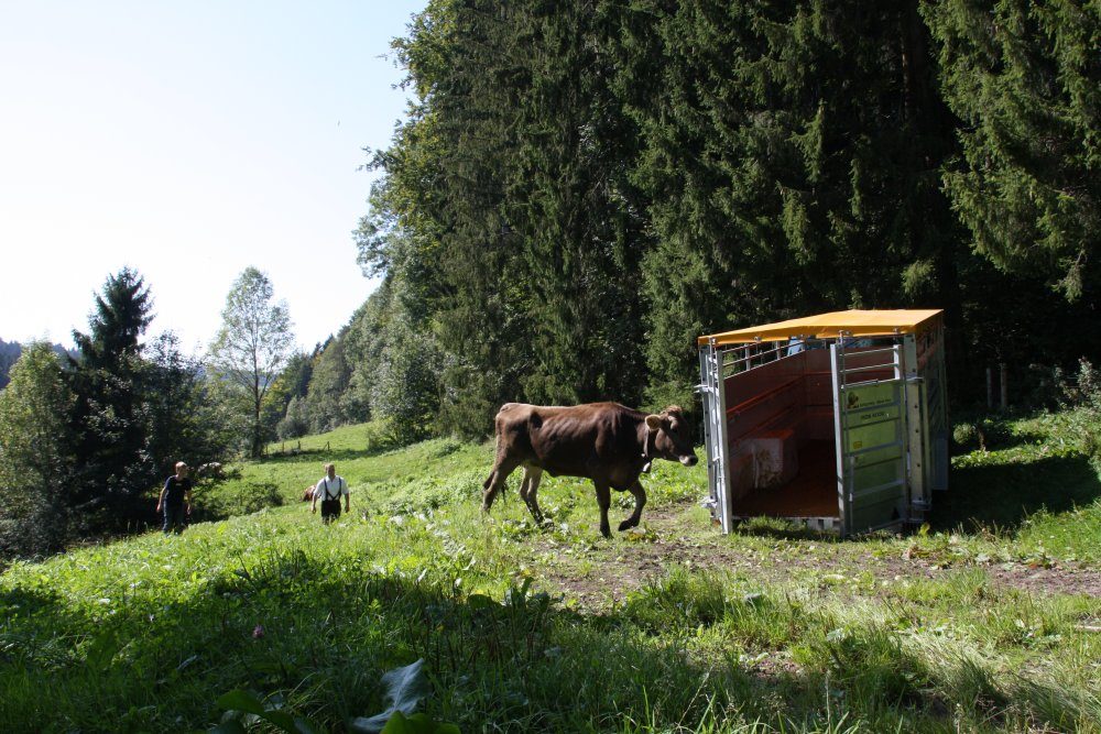 Kuh läuft auf der Weide zum geöffneten Viehanhänger