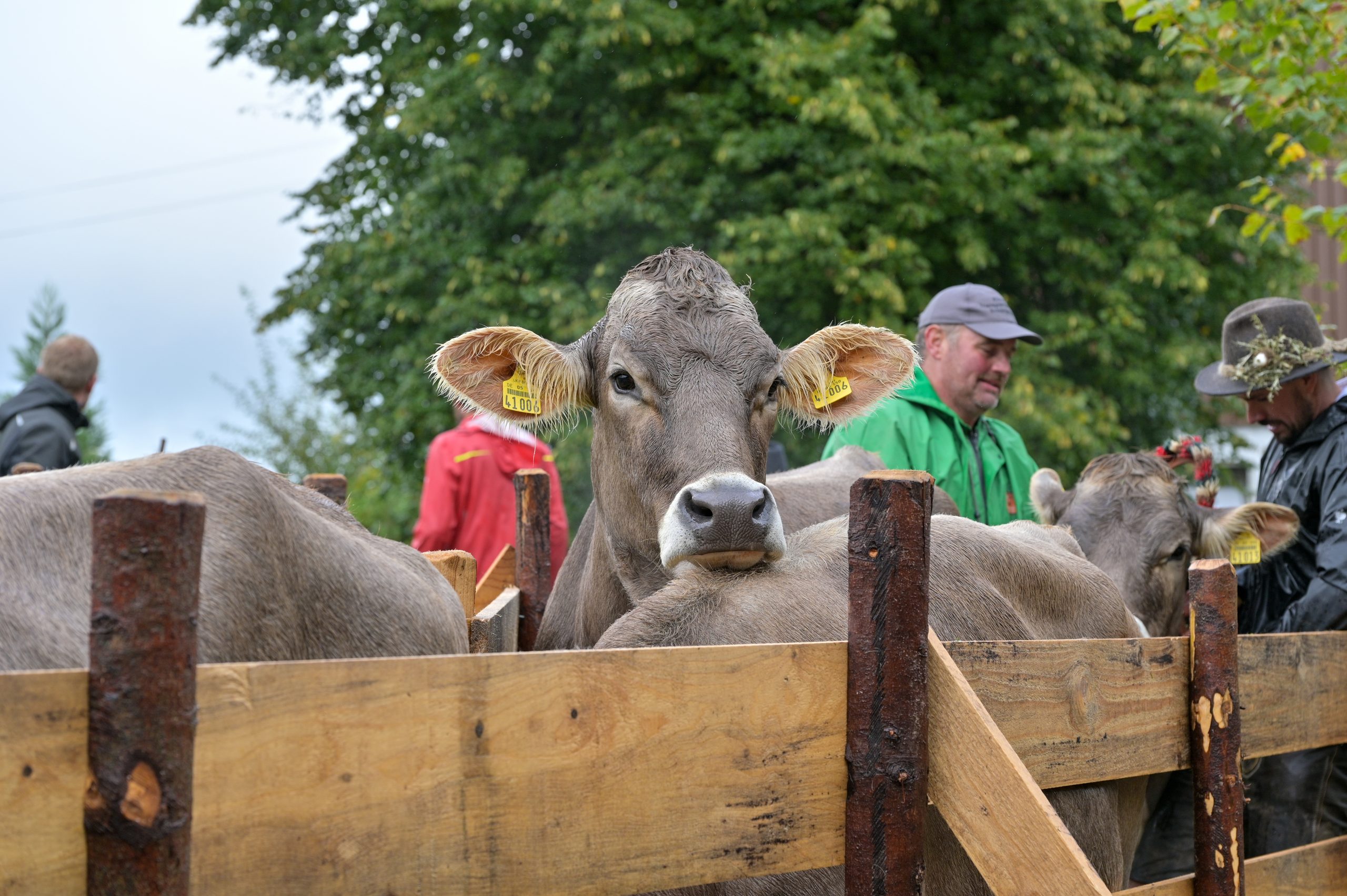Braunvieh hinter einem Holzgatter beim Viehscheid in Wengen