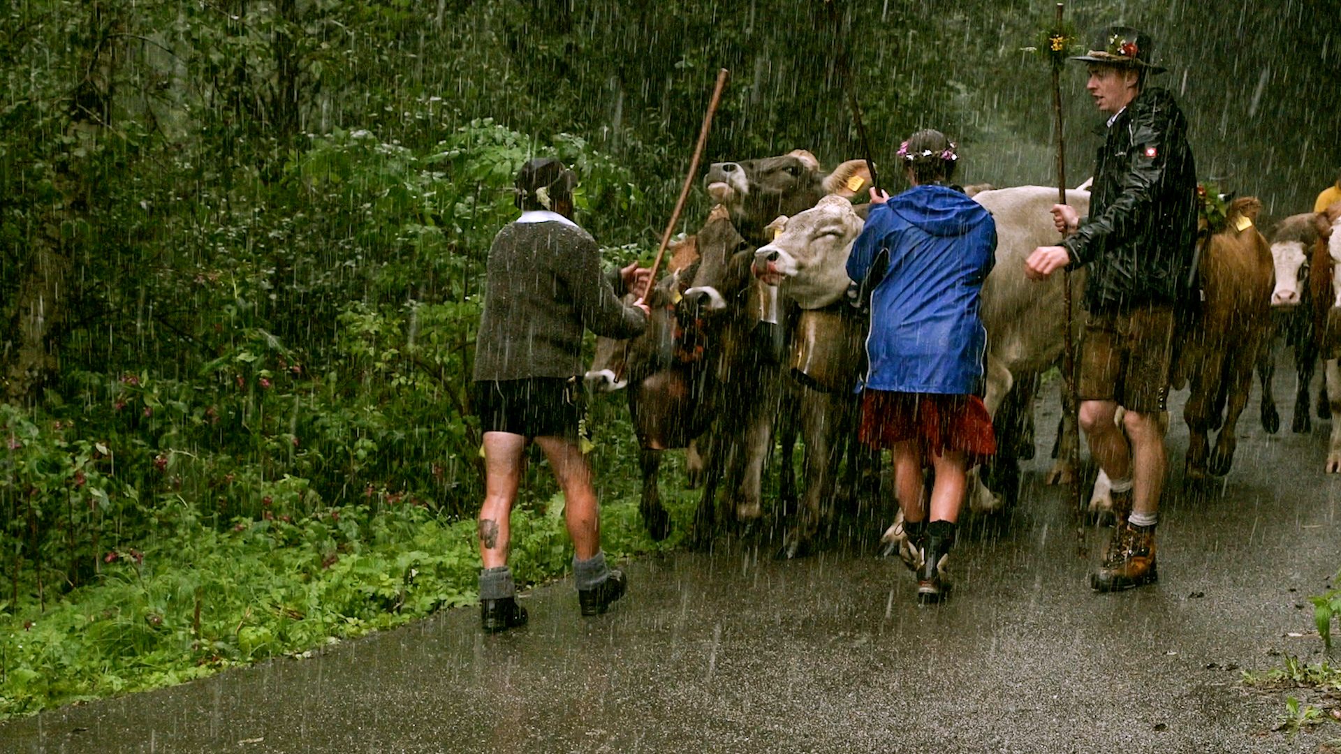 Viehscheid in Wengen im Regen mit Kühen und Treibern in Tracht